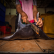 “Killing Angels”: Marine Conservation Award Photographer Runner Up
